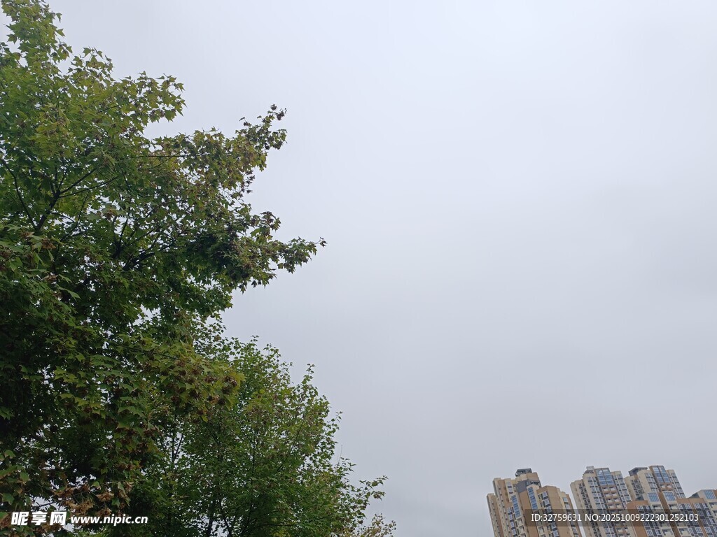 绿树映衬下的城市高楼