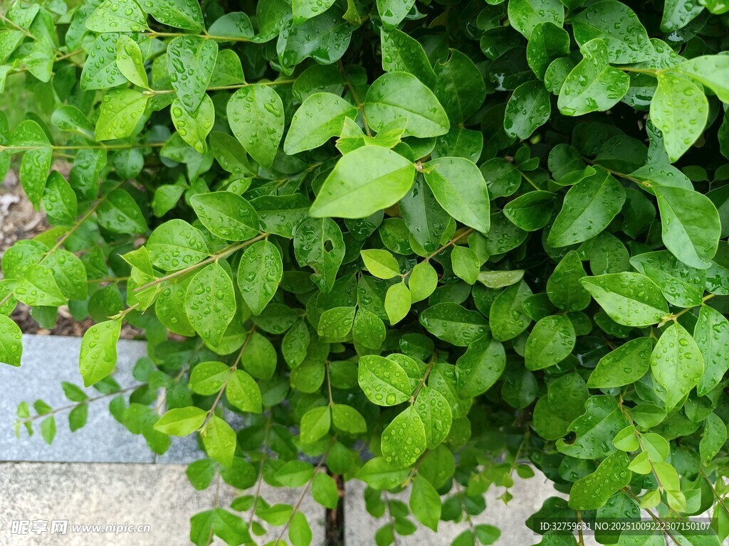 翠绿繁茂的垂吊绿植