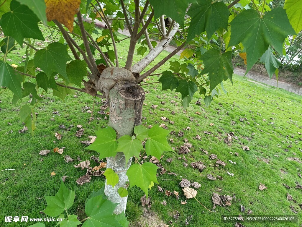 树上奇特人脸造型植物