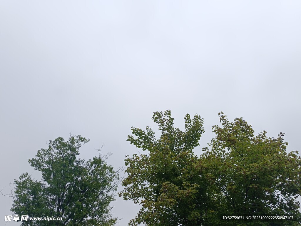 树梢上的天空