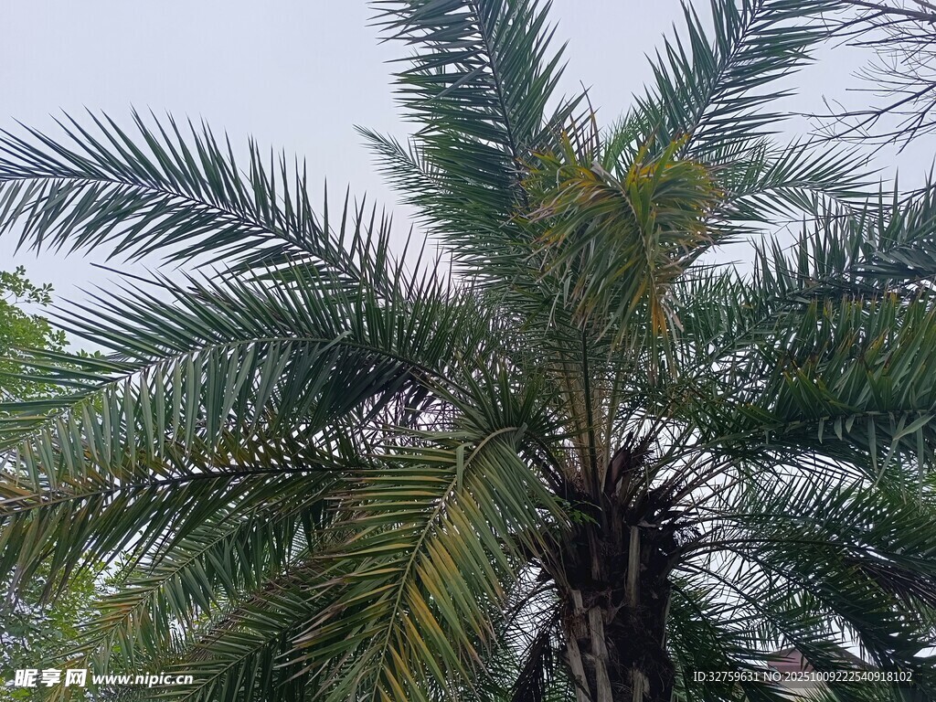 高大挺拔的棕榈树