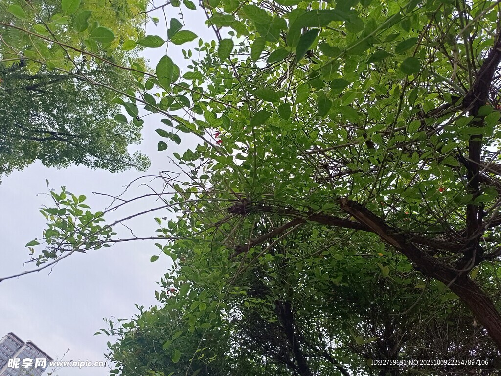 仰视繁茂绿树景观
