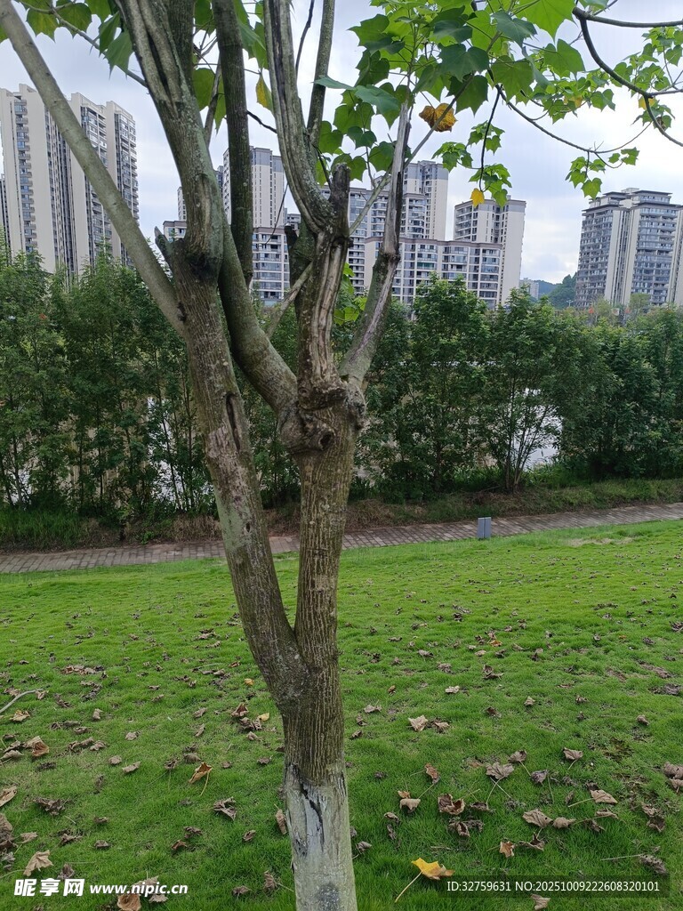 城市绿地中的树木景观