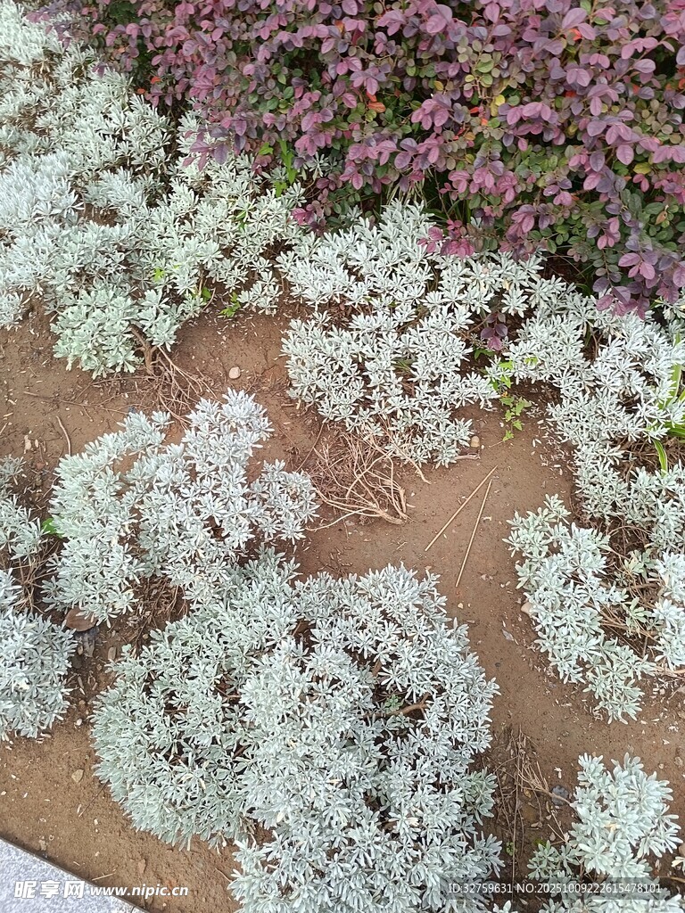 白色与紫色花卉组合展示