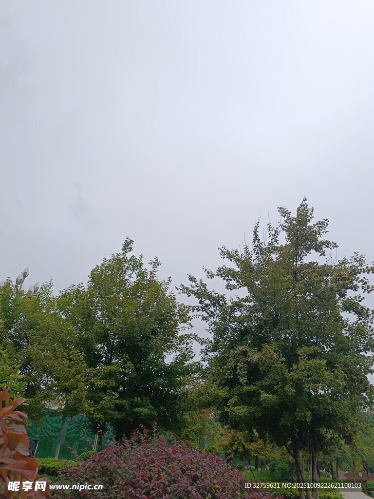 户外绿树景观