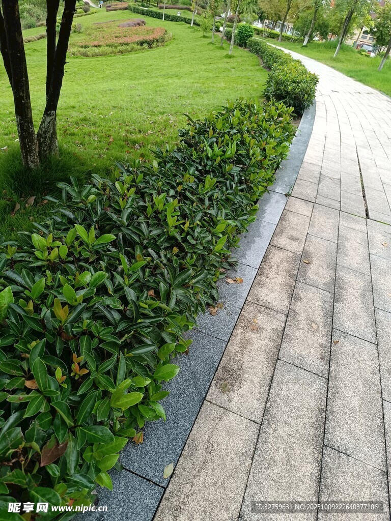 园林小径旁的绿植景观