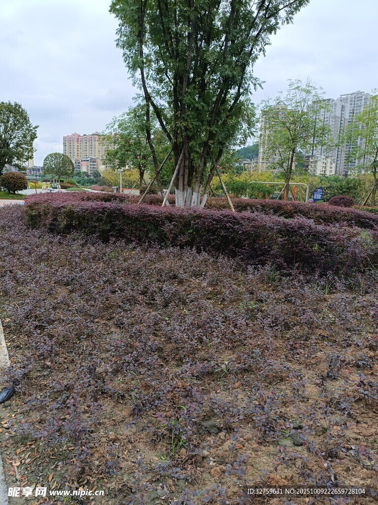 园林景观中的植物种植区