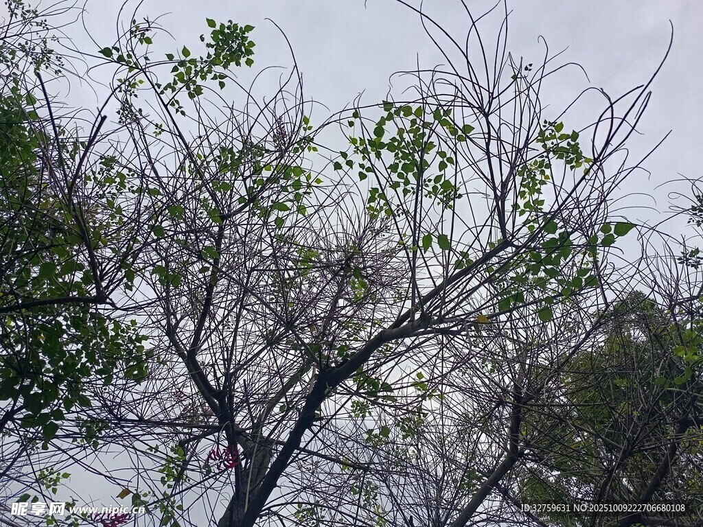 冬日枯树与新生绿叶