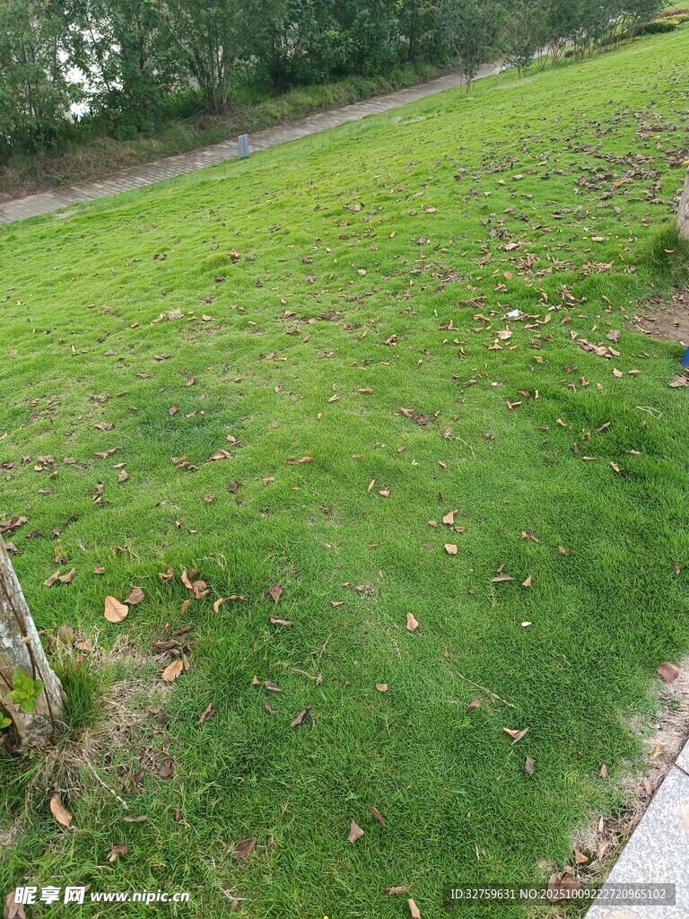 翠绿草坪