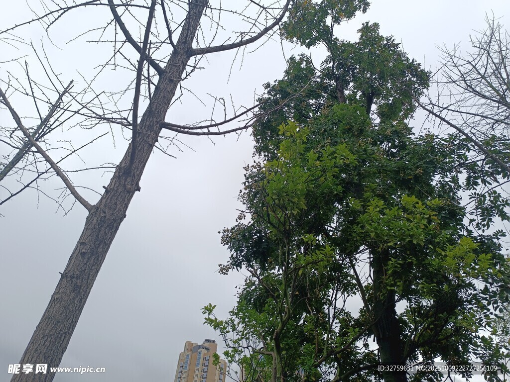 枯树与绿树对比景象