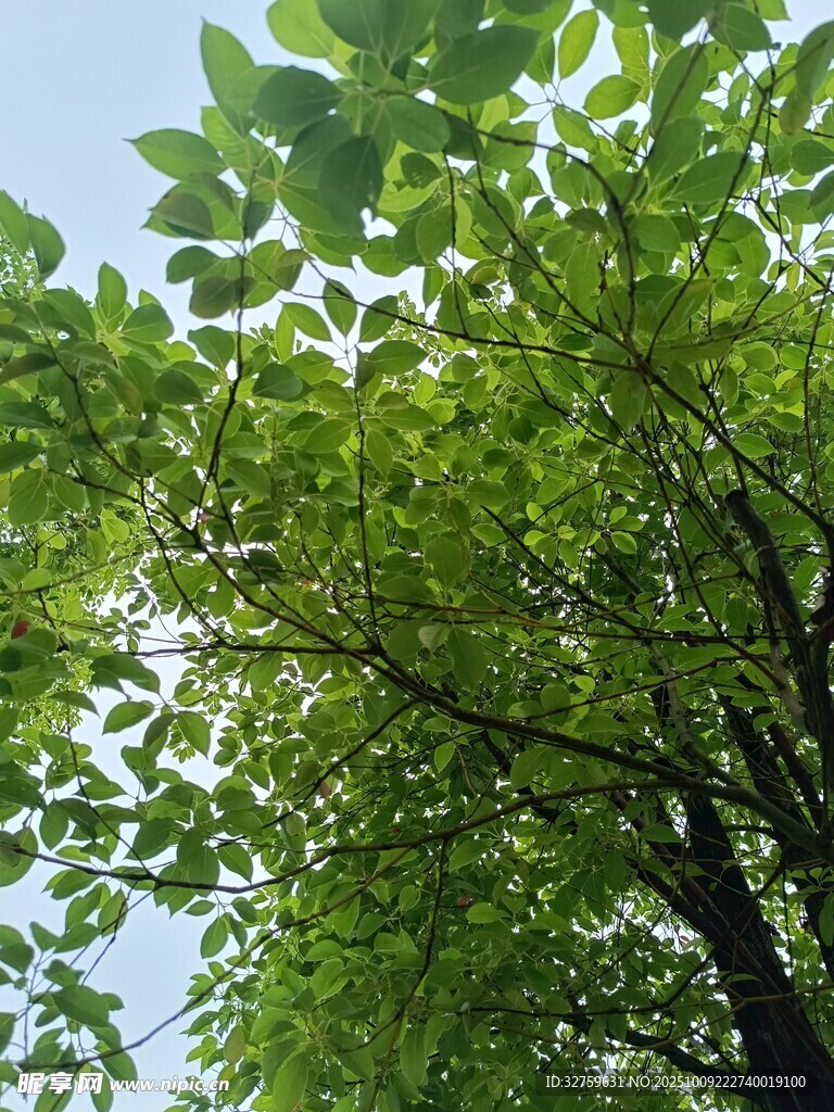 仰视翠绿繁茂的树木枝叶