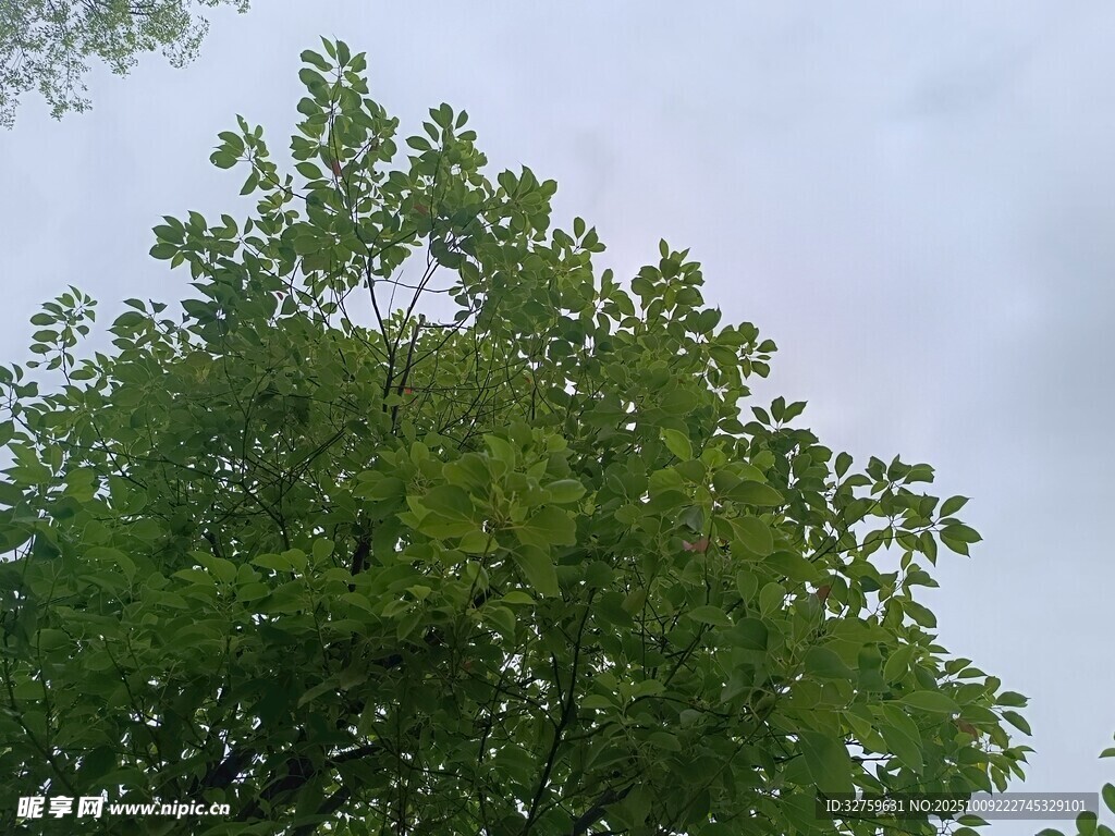 绿叶繁茂的树冠
