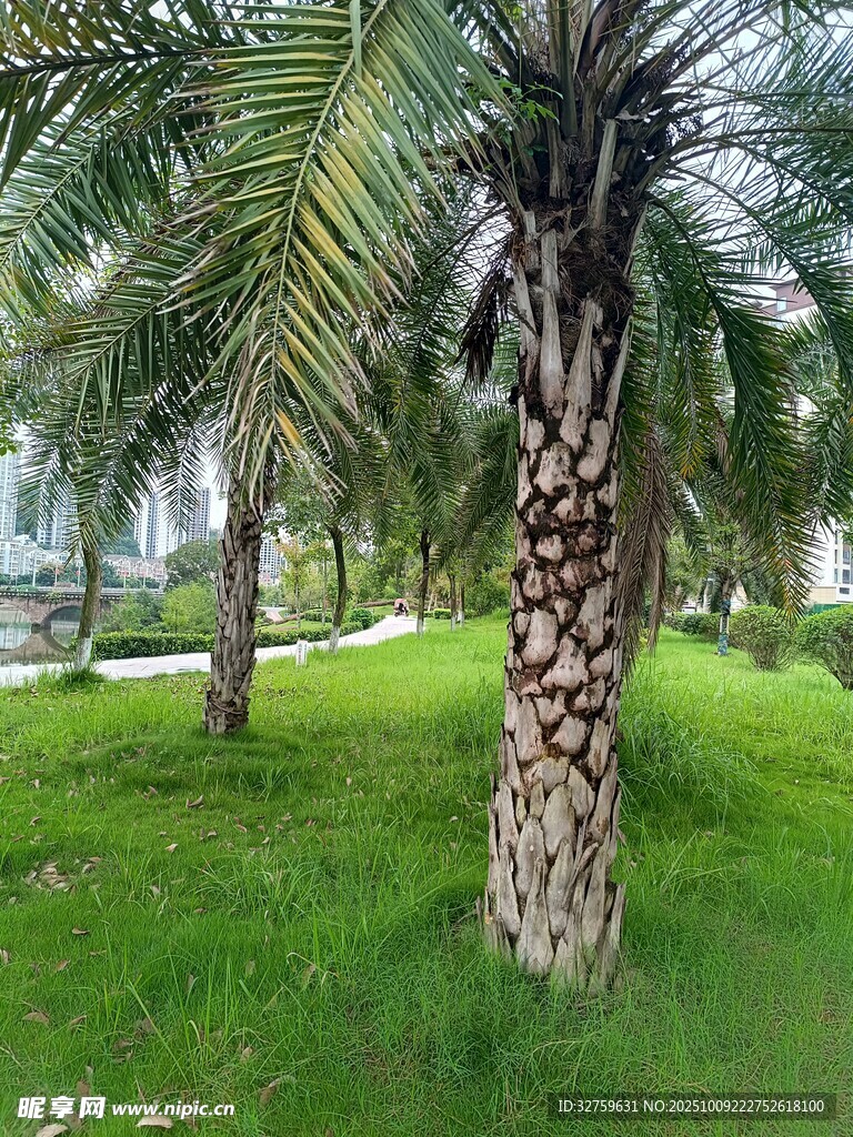 草地上的高大棕榈树