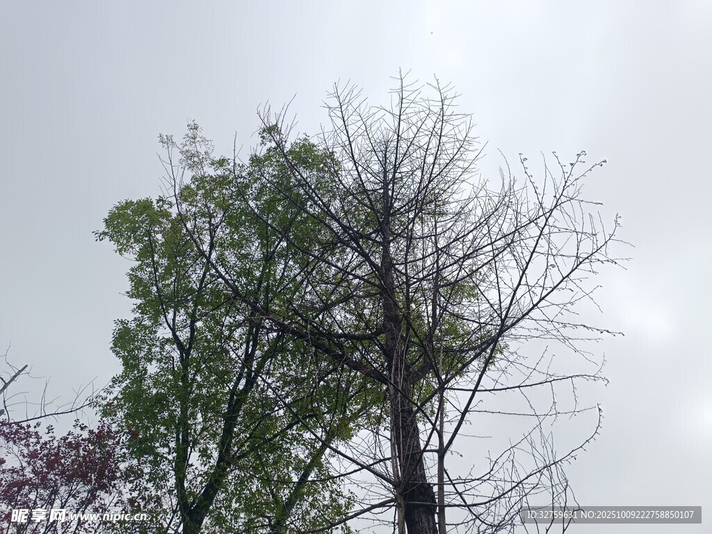 枯荣并存的树木景观