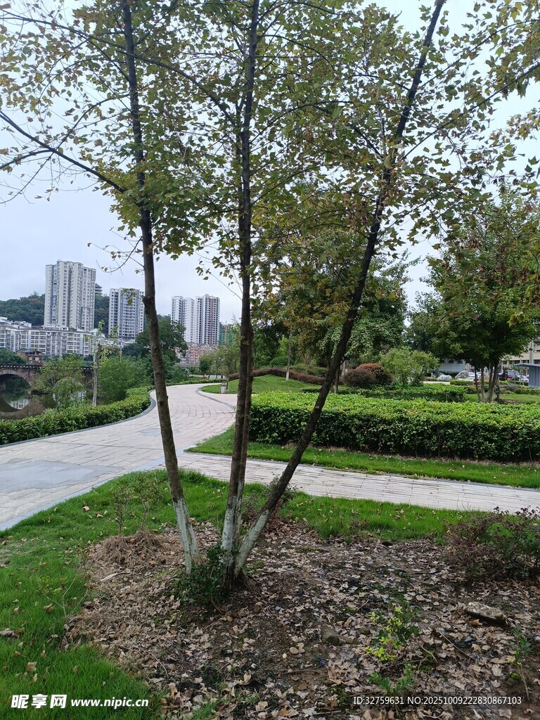 城市公园小径旁的绿树