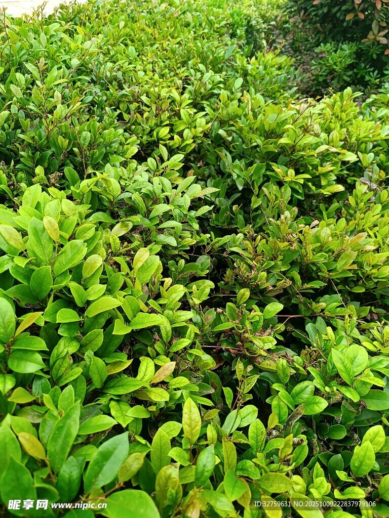 翠绿繁茂的灌木丛