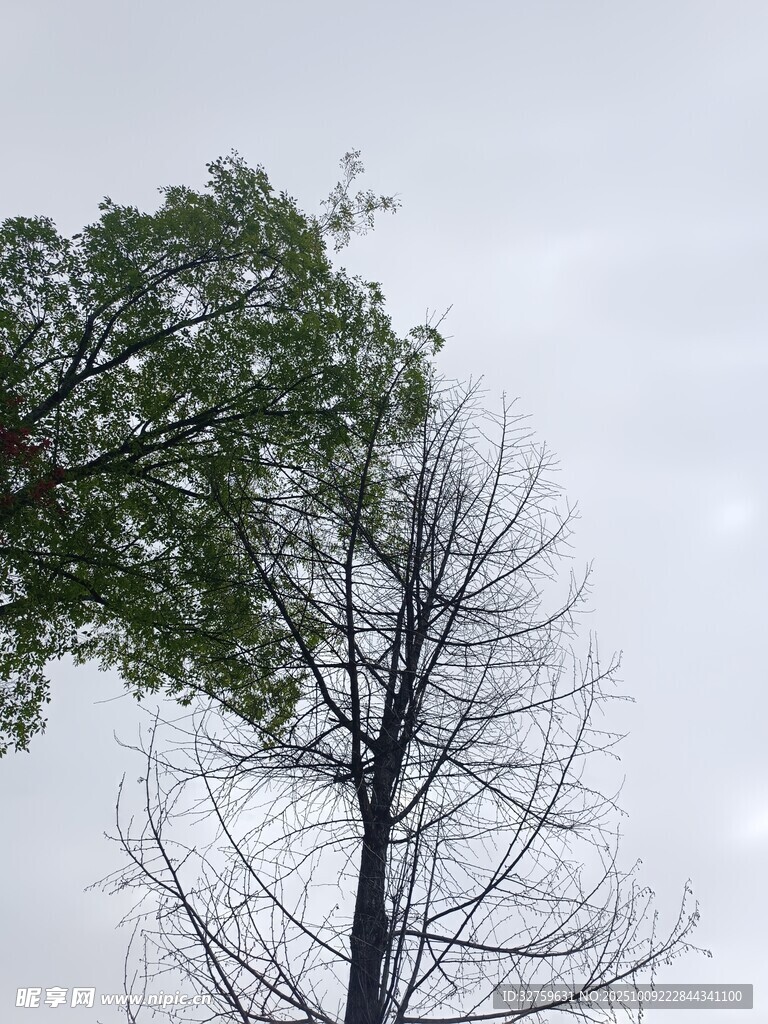 枯树与绿树对比景象