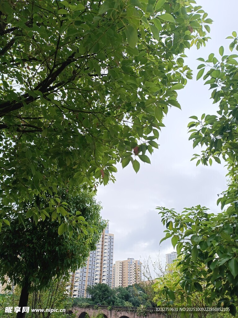 城市绿荫下的清新景致