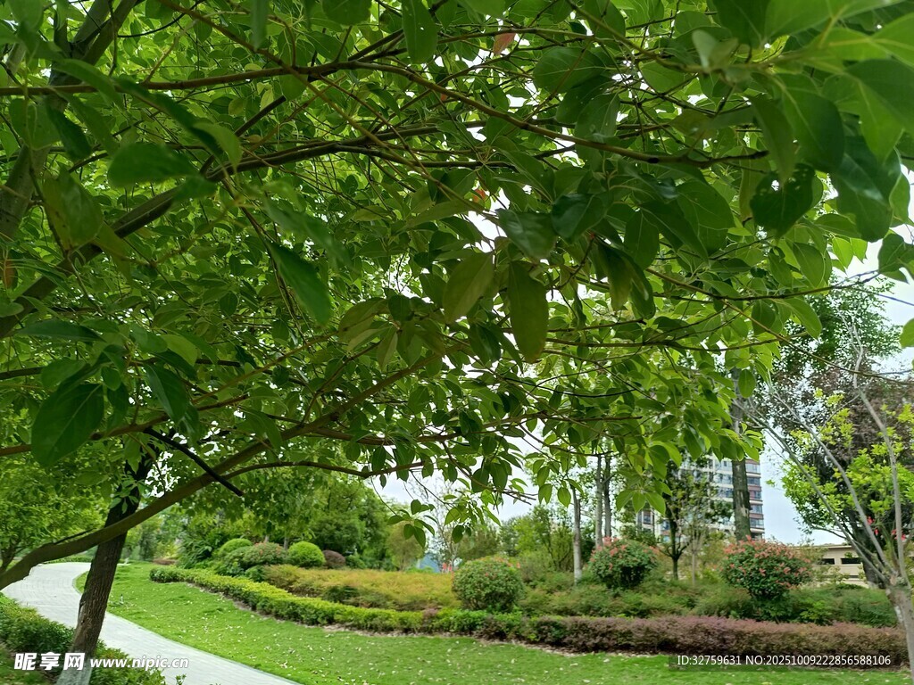 绿意盎然的园林景致