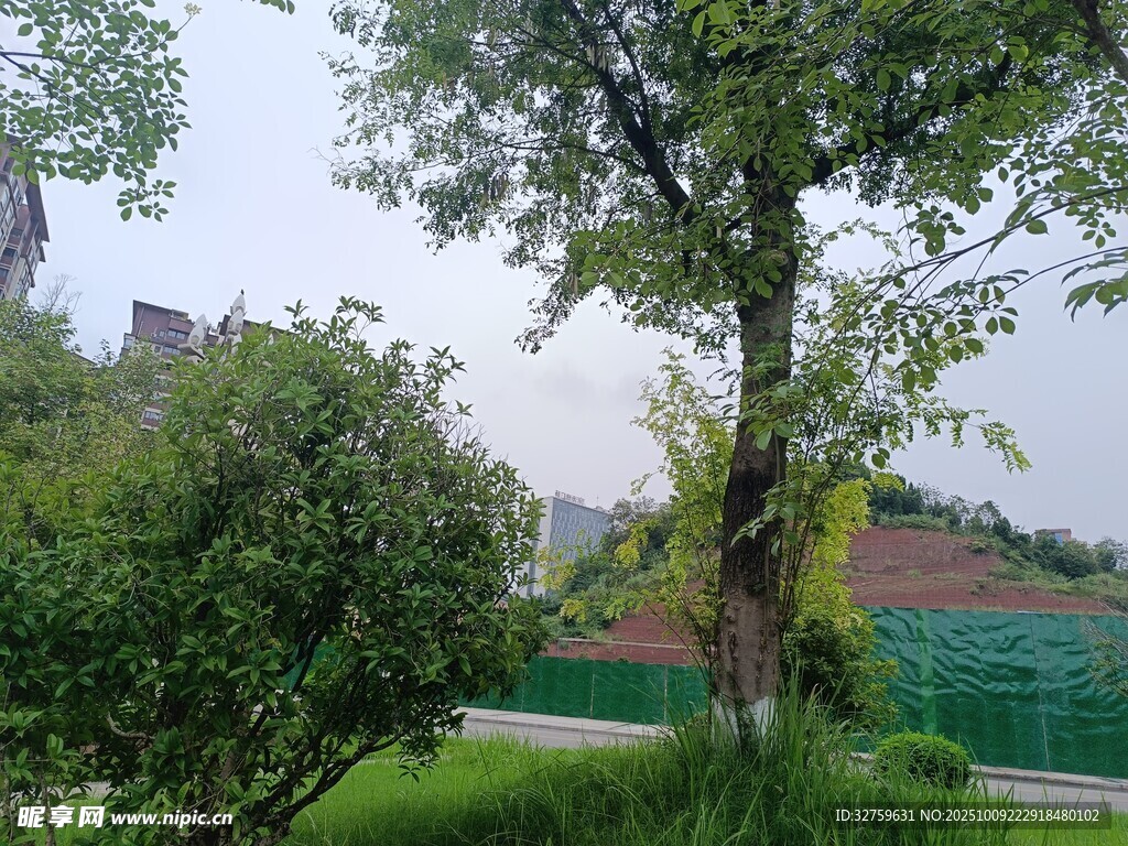 户外绿树与绿植景观