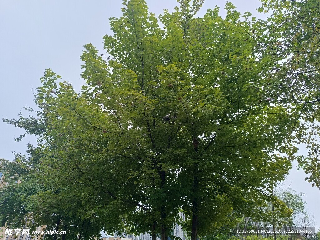 绿叶繁茂的大树