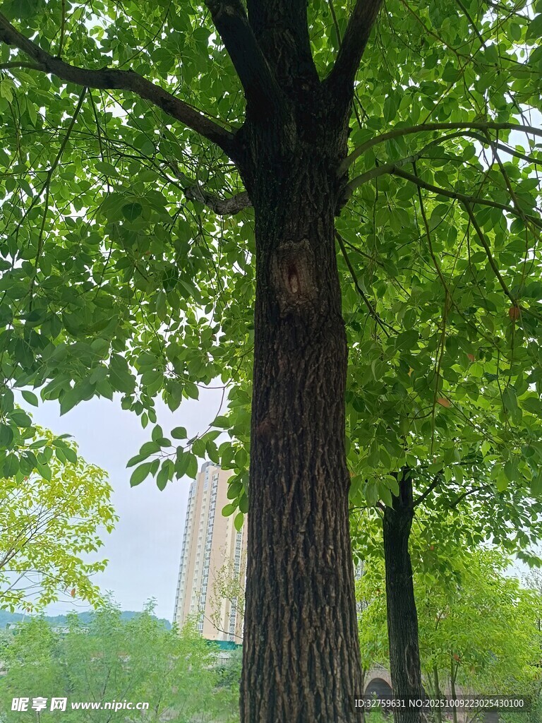 夏日葱郁大树景观