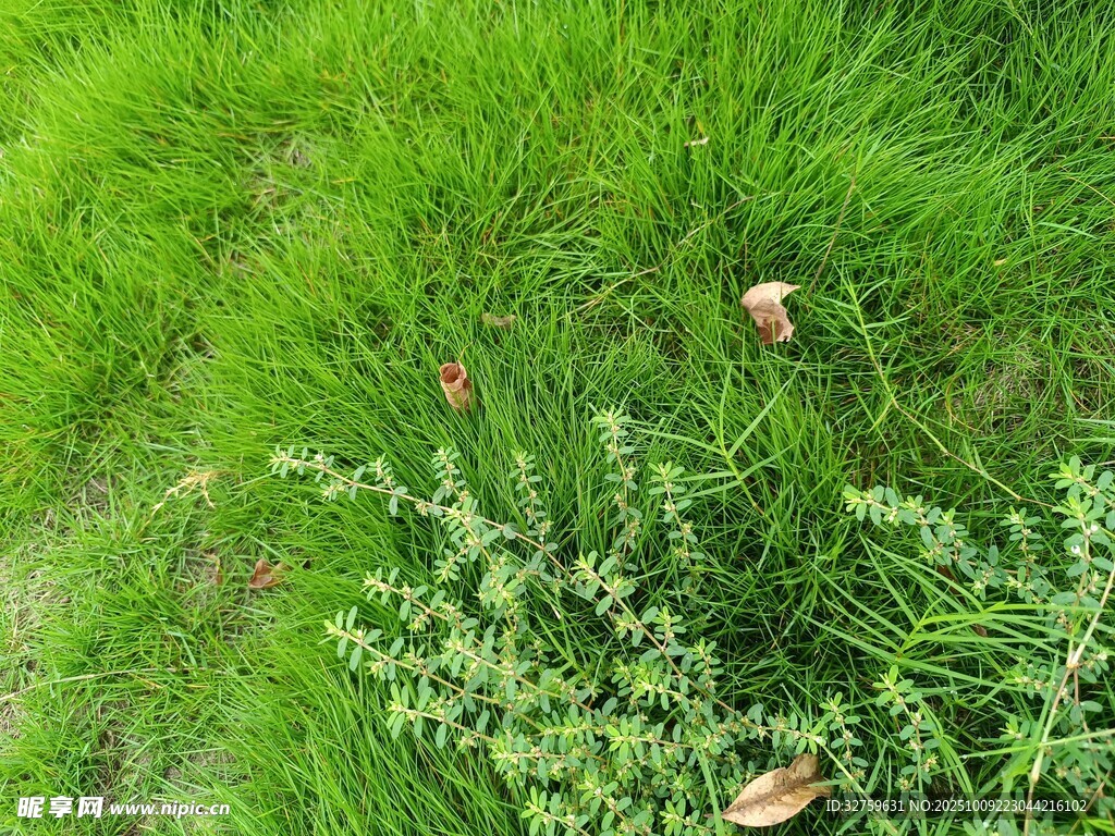 翠绿草地中的零星植物