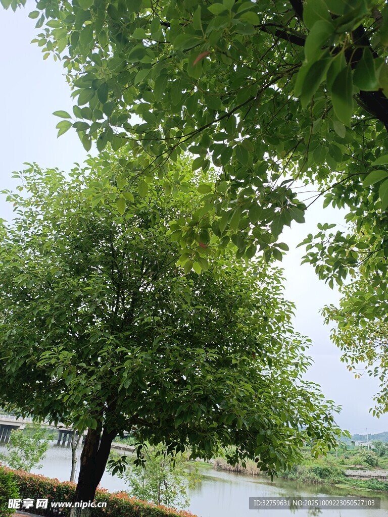 河畔绿树风景