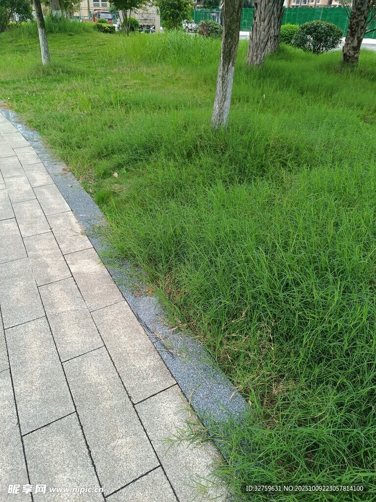 公园中砖石小径旁的绿草