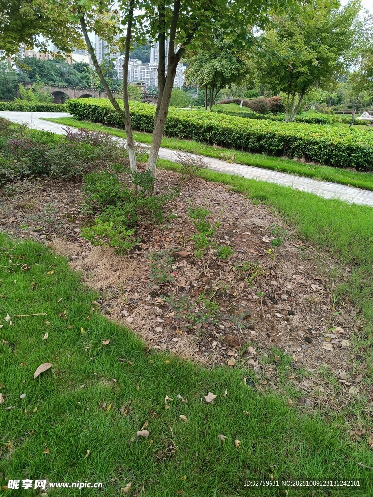 园林草地树木景观一角