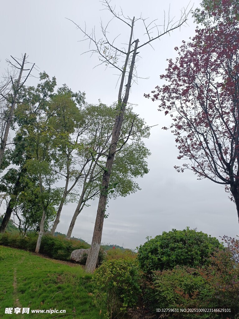 春日野外树木与花草景致