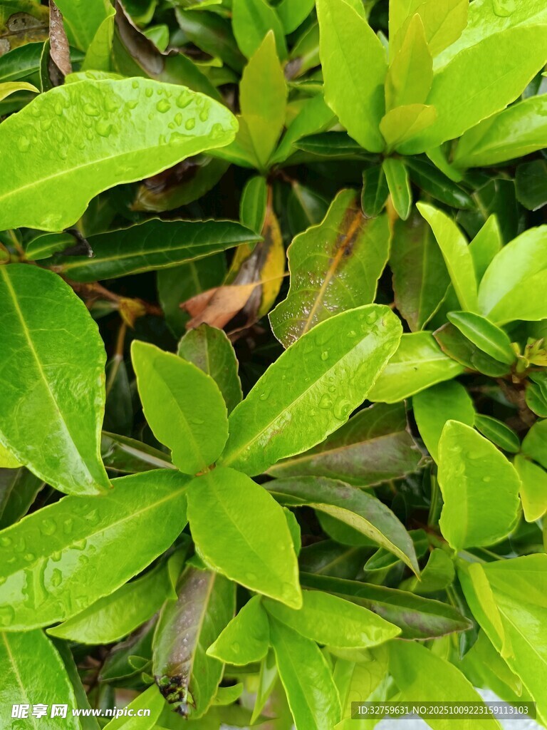 翠绿鲜嫩的植物叶片