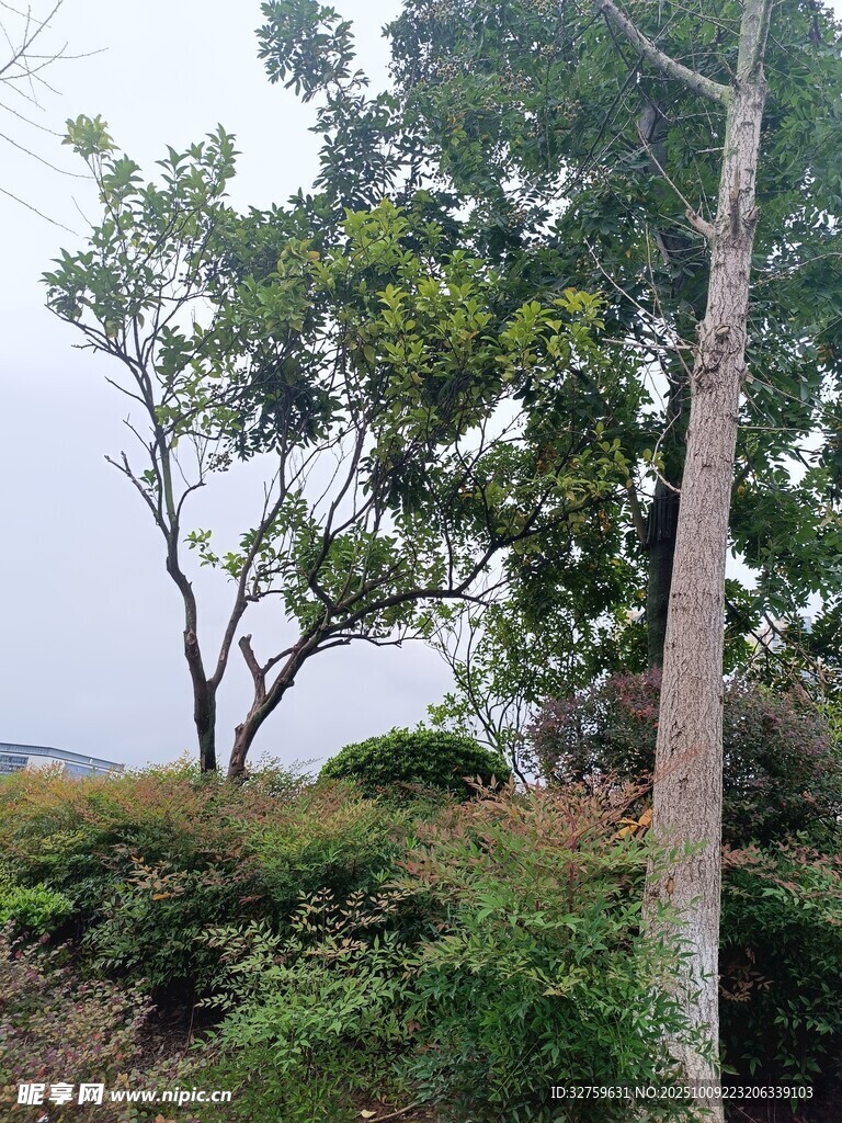野外树木与繁茂植被景观