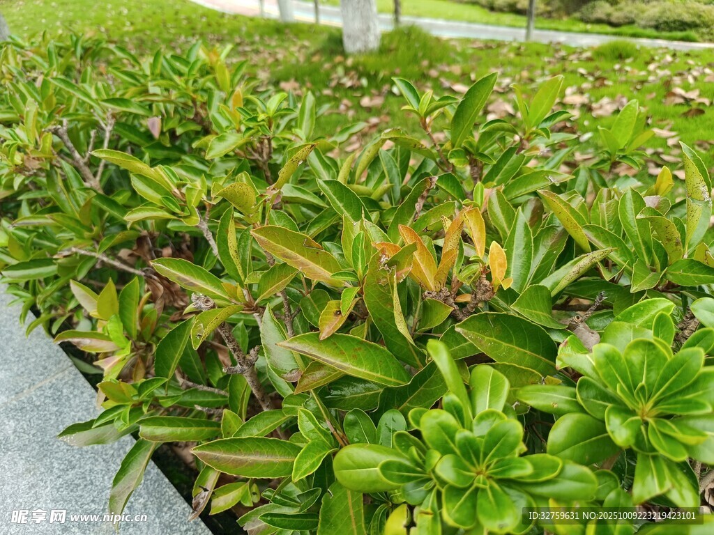 绿叶植物近景特写