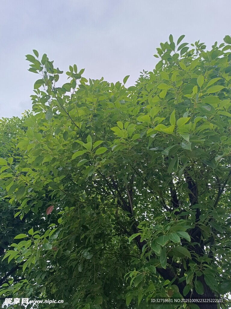 繁茂绿树 