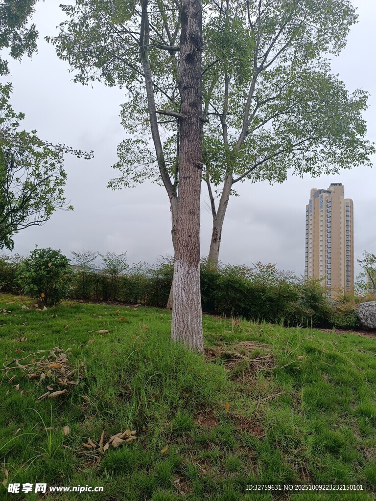 城市草地中的孤立树木