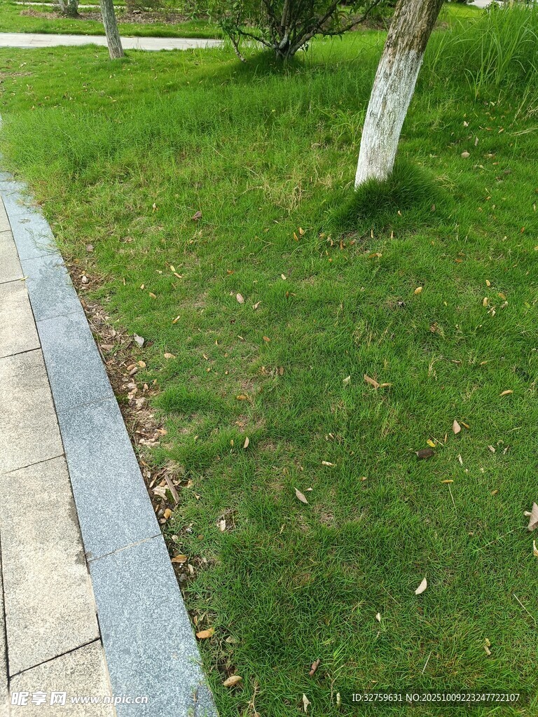 路边绿意盎然的草地