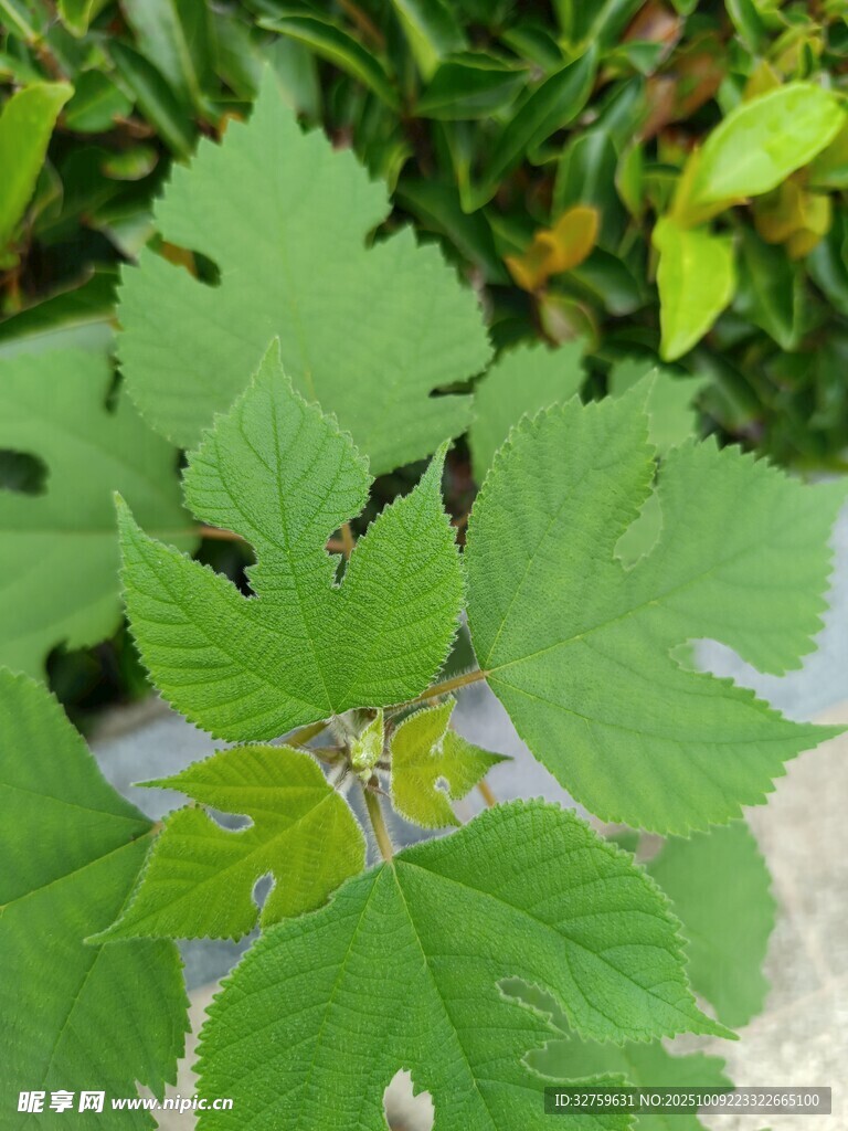 绿叶植物特写