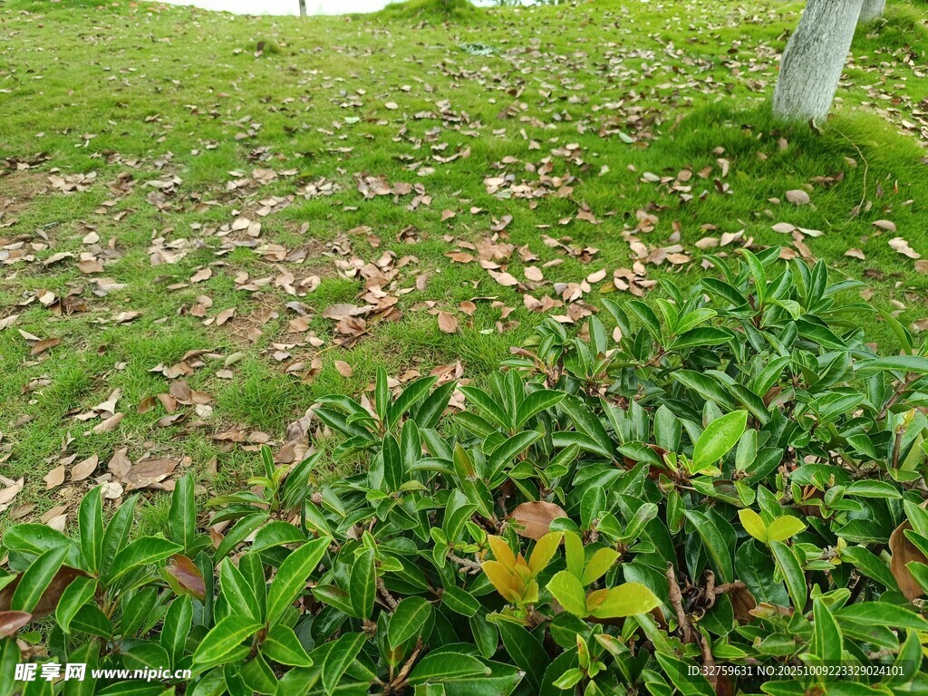 草地绿植景观