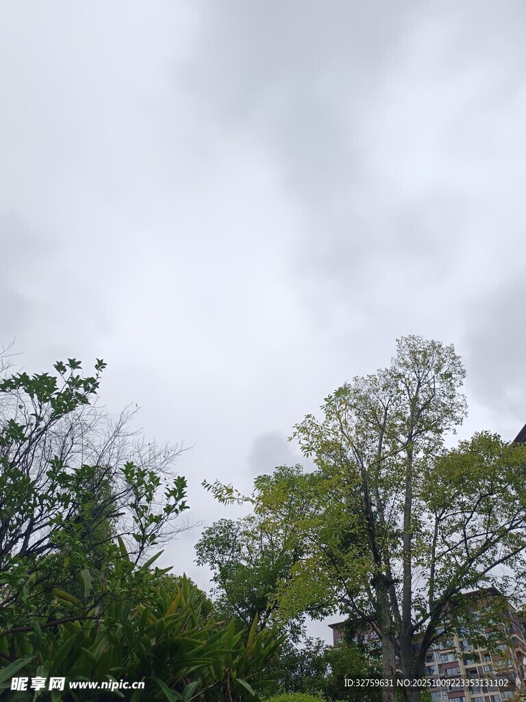 阴天中的绿树景观