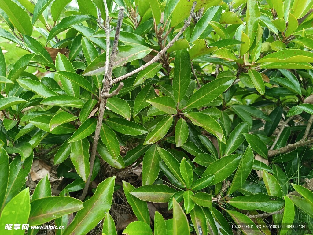 翠绿繁茂的灌木植物