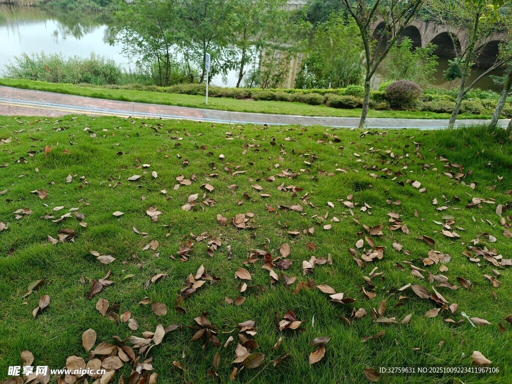 秋日草地落叶风景