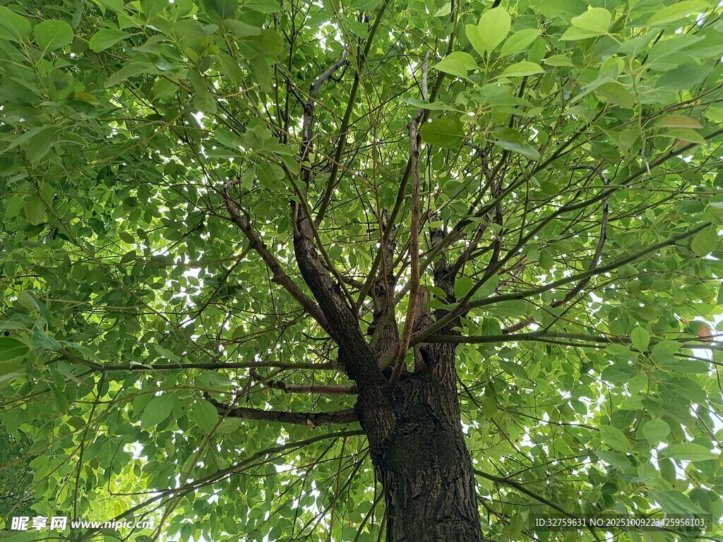 仰视繁茂大树