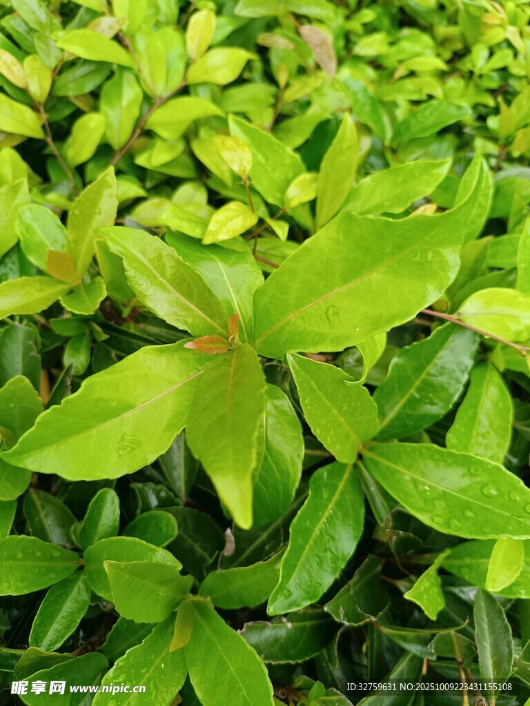 嫩绿叶片植物特写