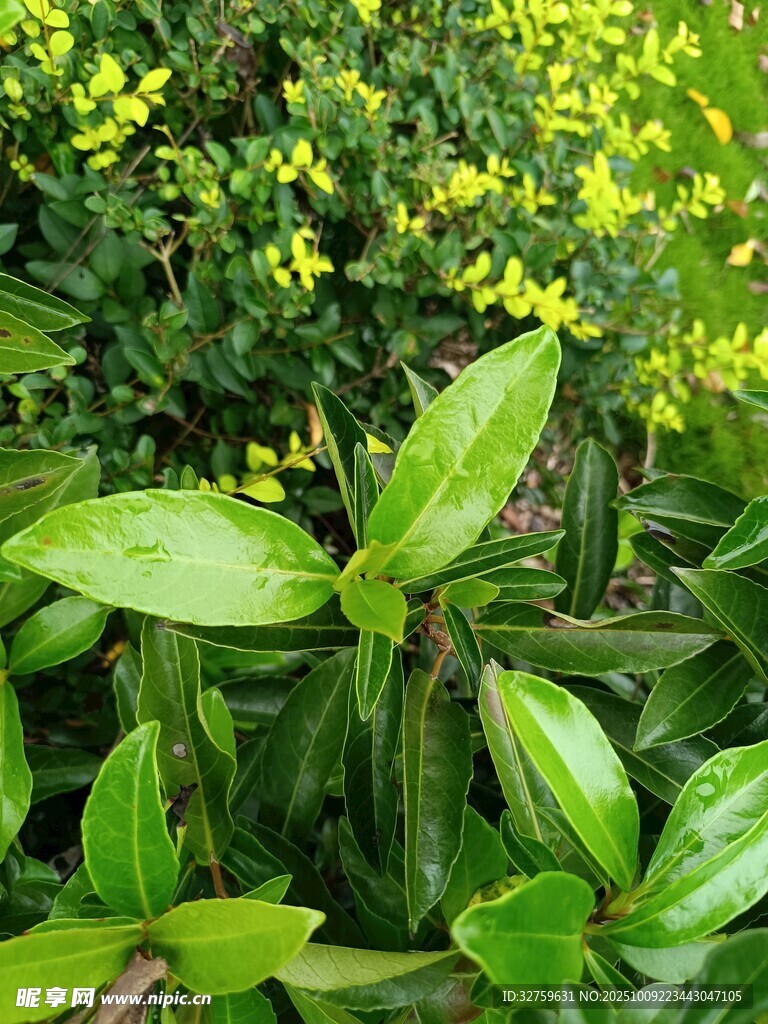 绿叶黄花的生机植物景观