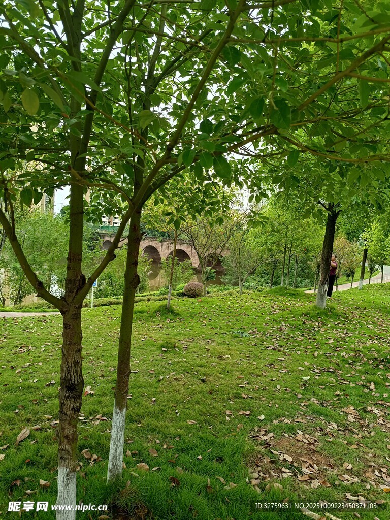 绿意盎然的户外公园景色