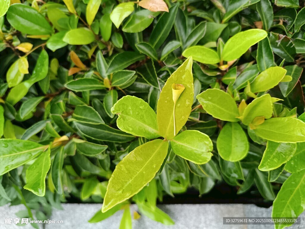 嫩绿叶片生机盎然