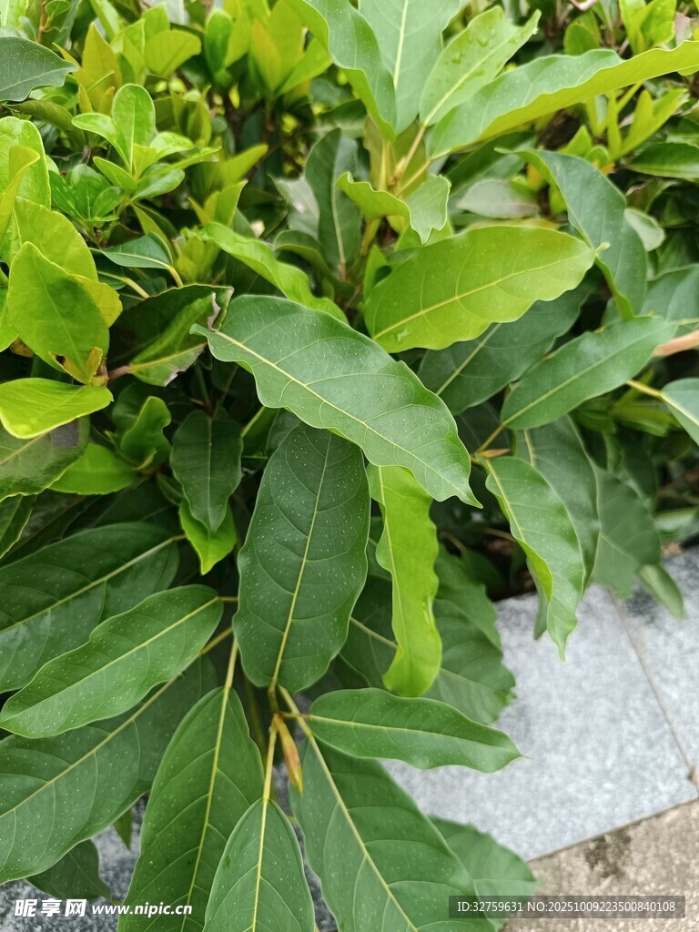 绿叶植物特写