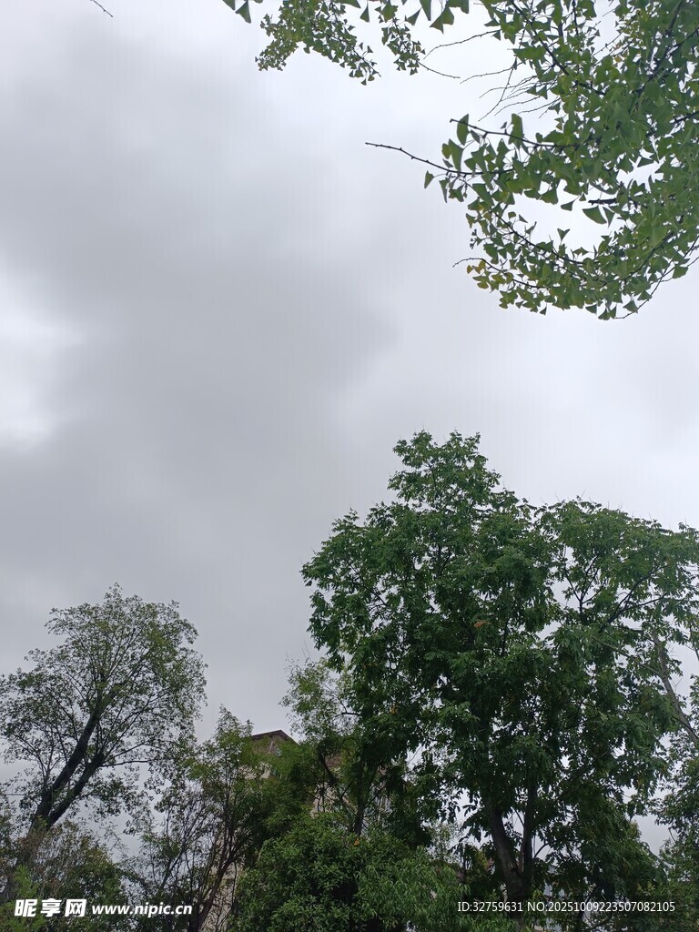 阴天树林景致