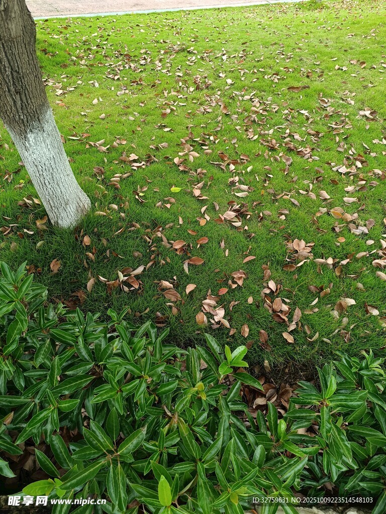 草地树根处的落叶与绿植